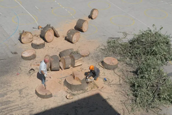 MANTENCIÓN Y PODA DE ÁRBOLES EN ÉPOCA ESTIVAL